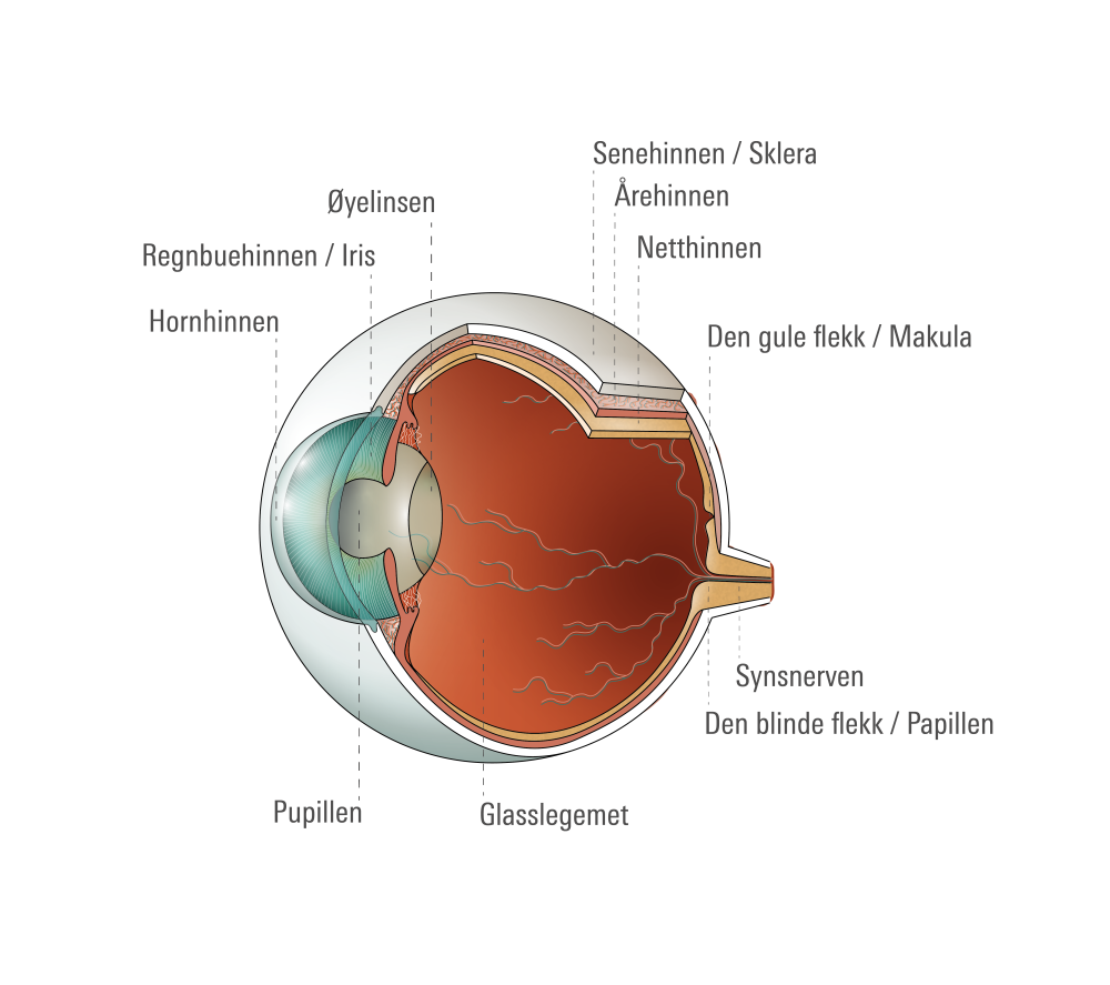 Øyets anatomi